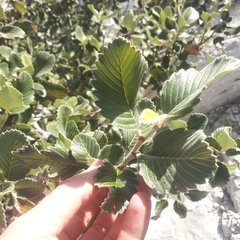 Cercocarpus macrophyllus
