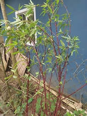 Hibiscus sabdariffa