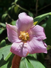 Lagunaria