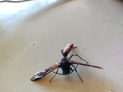 Elaphroptera scoliaeformis