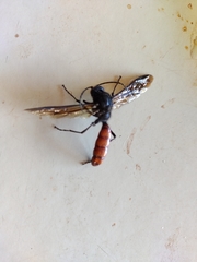 Elaphroptera scoliaeformis