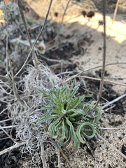 Erysimum menziesii