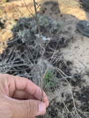 Erysimum menziesii
