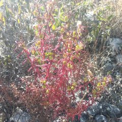 Lamourouxia dasyantha