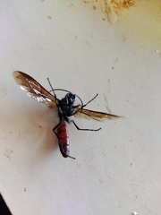 Elaphroptera scoliaeformis