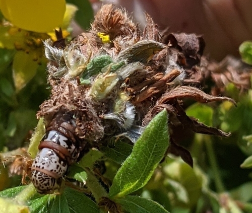 Evergreen bagworm moth