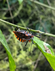 Spartocera pantomima