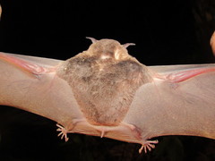 Phyllostomus discolor