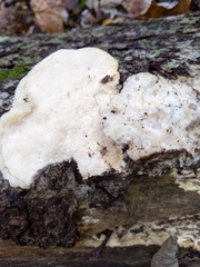 Pseudospongipellis delectans