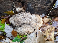 Pseudospongipellis delectans