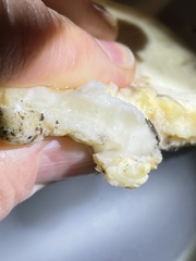 Pseudospongipellis delectans