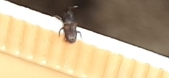 Sitophilus