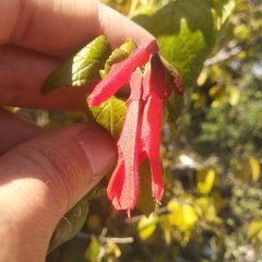 Salvia pubescens