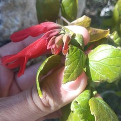 Salvia pubescens