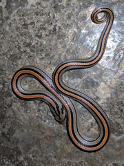 Oligodon octolineatus