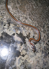 Oligodon octolineatus