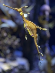 Phyllopteryx