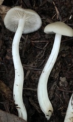 Entoloma acutipes