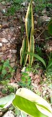 Sansevieria trifasciata