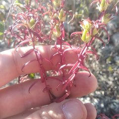 Lamourouxia dasyantha