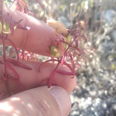 Lamourouxia dasyantha