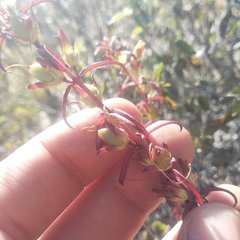 Lamourouxia dasyantha