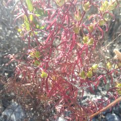 Lamourouxia dasyantha