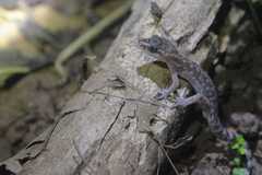 Cyrtodactylus semiadii