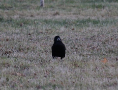Corvus frugilegus