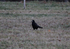 Corvus frugilegus