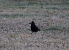 Corvus frugilegus