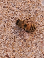 Apis mellifera