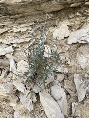 Acleisanthes angustifolia