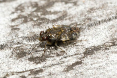 Saldula c-album