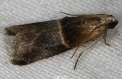 Acrobasis demotella