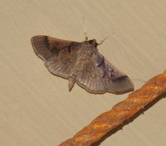 Pilocrocis milvinalis
