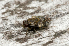 Saldula c-album