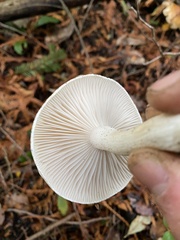 Russula adusta