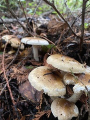 Russula adusta