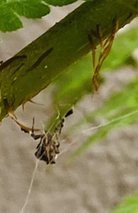 Uloborus plumipes