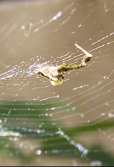 Uloborus plumipes