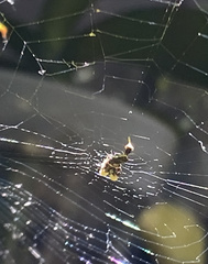 Uloborus plumipes