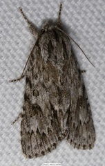 Acronicta longa