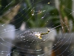 Uloborus plumipes