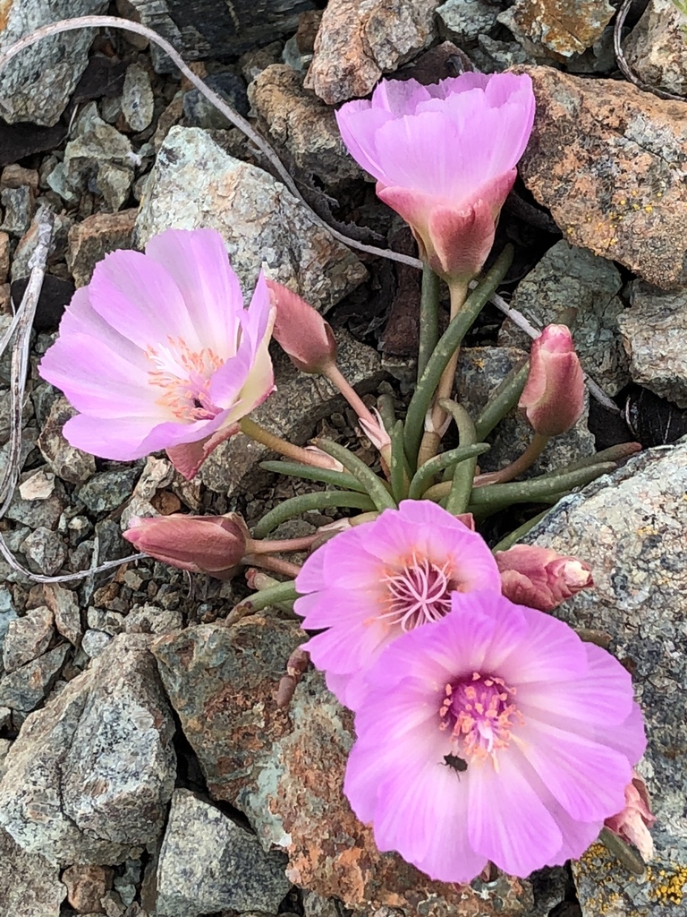 Bitterroot Lewisia Rediviva Inaturalist Canada
