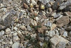 Aquilegia moorcroftiana