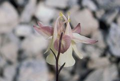 Aquilegia moorcroftiana