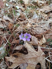 Hepatica americana