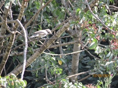 Curruca crassirostris