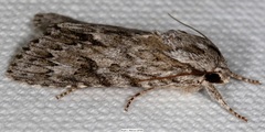 Acronicta longa